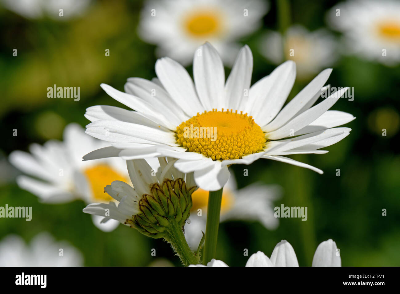 Bright white flowers of ox-eye daisies, Leucanthemum vulgare, with their bright yellow centres on a dunny summer day Stock Photo