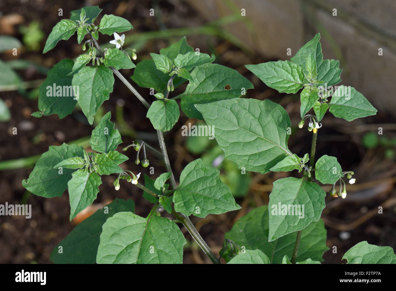 Black nightshade, Solanum nigrum, flowering plant of an annual arable weed with small white flowers and unripe green berries. Stock Photo