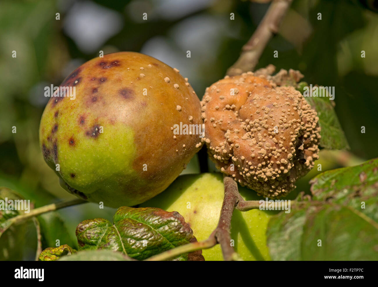 Brown rot, Monilinia spp., among apples on the tree, Berkshire, September Stock Photo