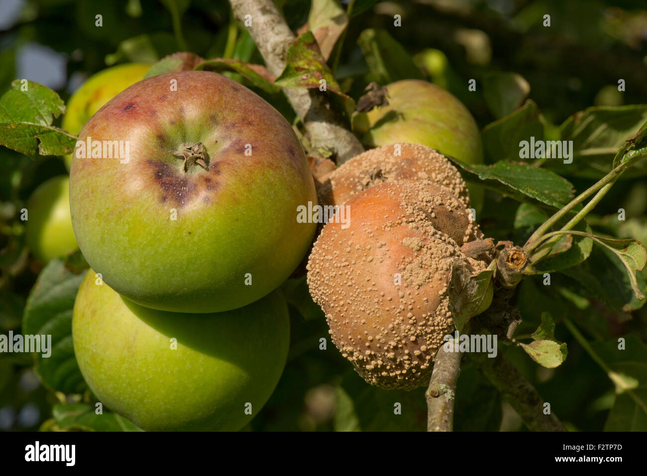 Brown rot, Monilinia spp., among apples on the tree, Berkshire, September Stock Photo