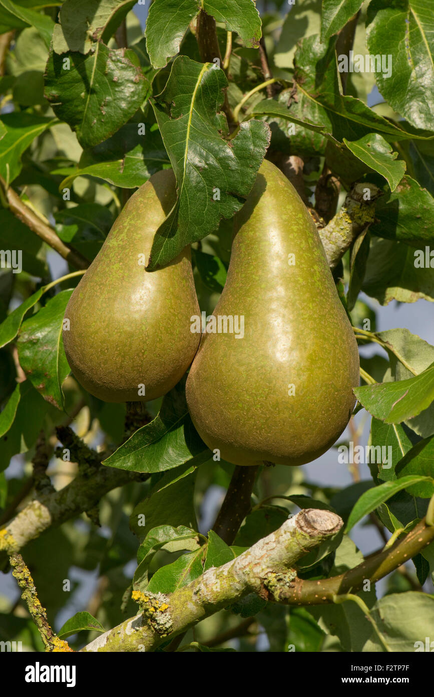 Two conference pear fruits on an old tree, Berkshire, September Stock Photo