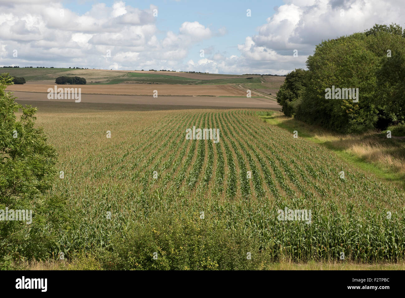 A maturing forage maize crop in cob and tassel on a fine day near Avebury in Wiltshire, August Stock Photo