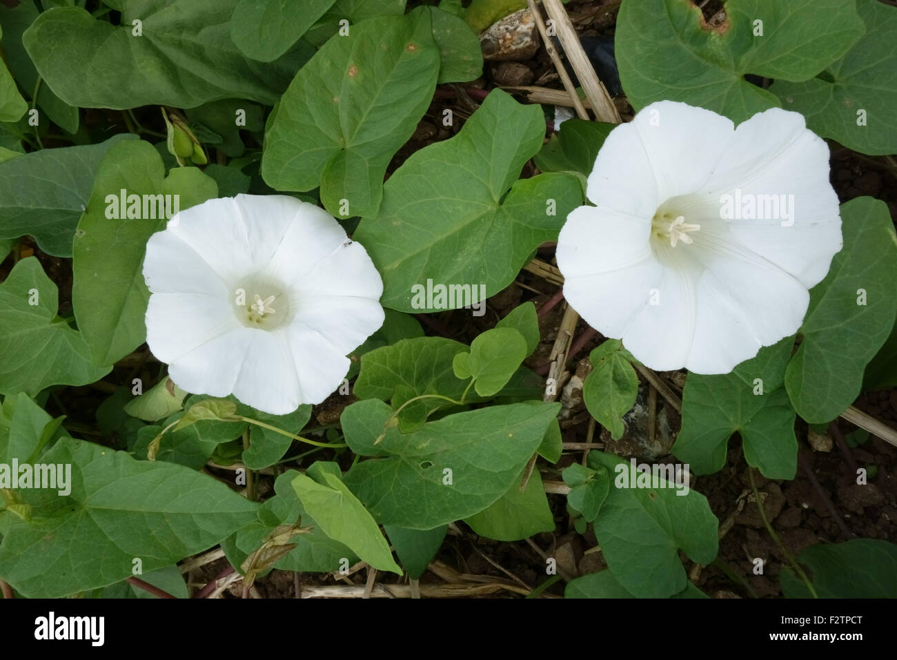 Greater or hedge bindweed, Calystegia sepium, flowers on a prostrate annual arable weed, Berkshire, June Stock Photo