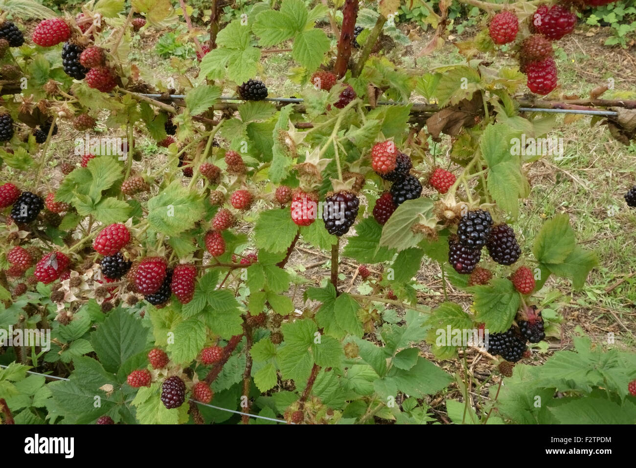 Cultivated blackberries on brambles supported by wires in various states of ripeness, Berkshire