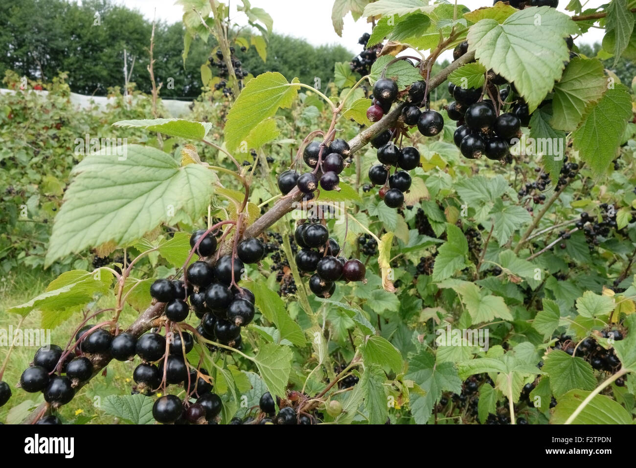 Cultivated black currants on the bush, Berkshire, July Stock Photo