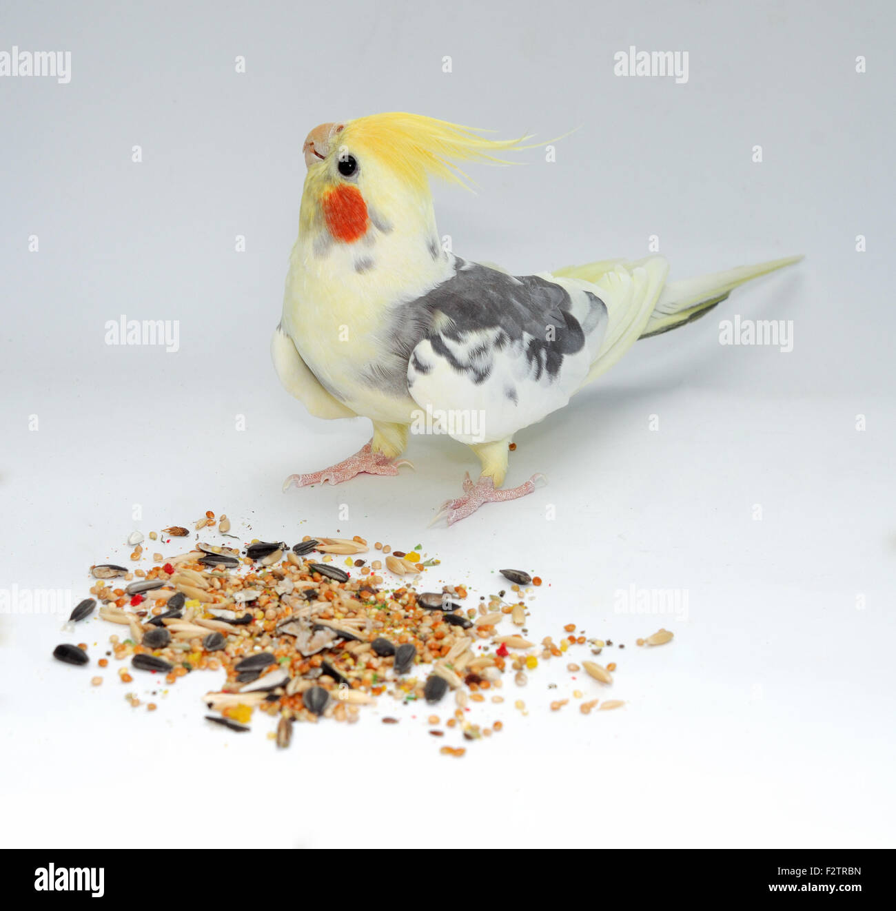cockatiel parrot pecking various seeds isolated on white Stock Photo