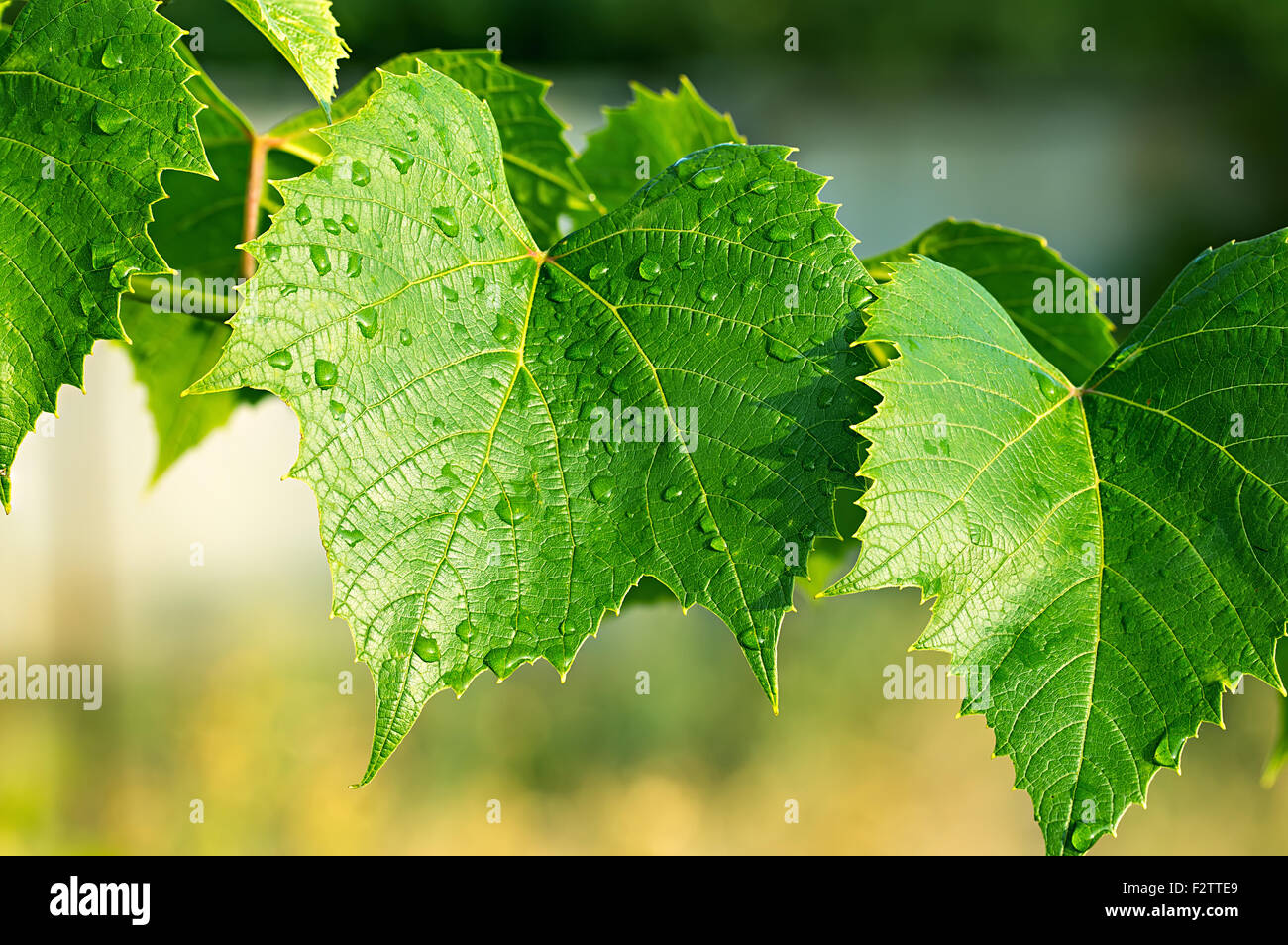 green leaves of the grape in nature background Stock Photo - Alamy