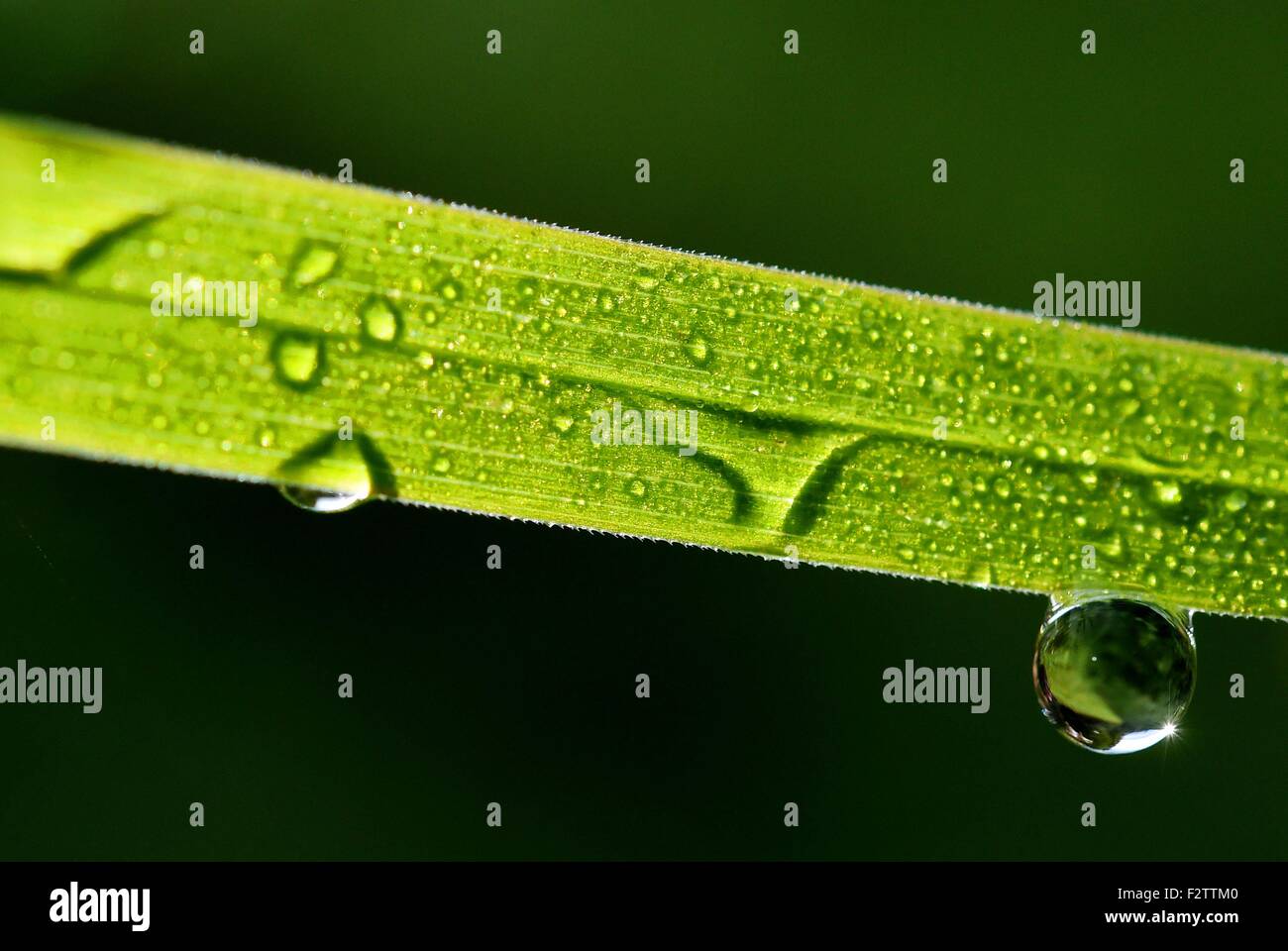 Gras with waterdrops, Germany, near city of Riefensbeek, 23. September 2015. Photo: Frank May Stock Photo