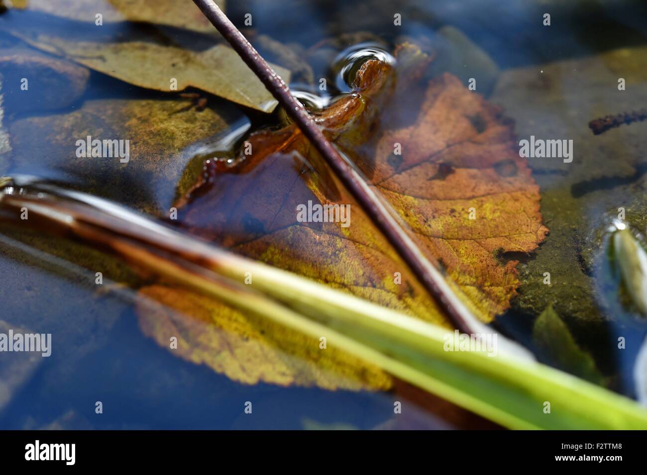 A leaf in autumn, Germany, near city of Riefensbeek, 23. September 2015. Photo: Frank May Stock Photo