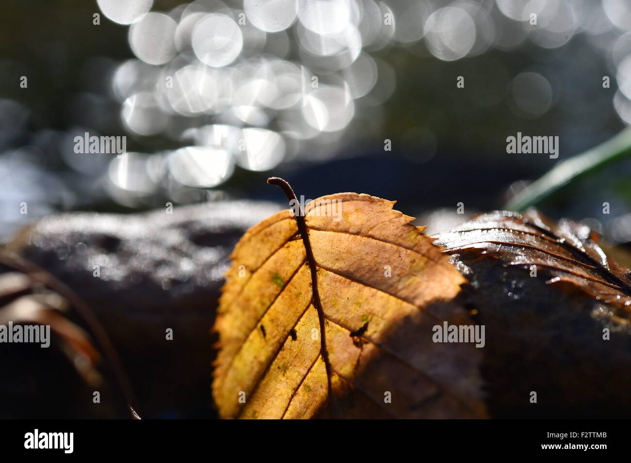 A leaf in autumn, Germany, near city of Riefensbeek, 23. September 2015. Photo: Frank May Stock Photo