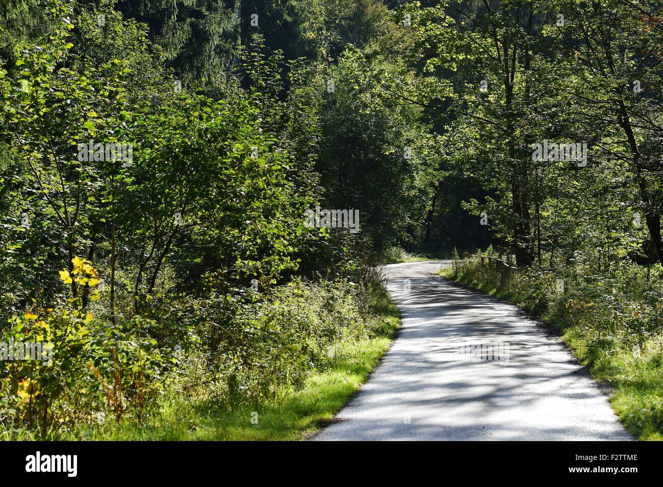 A street in the forest, Germany, near city of Riefensbeek, 23. September 2015. Photo: Frank May Stock Photo