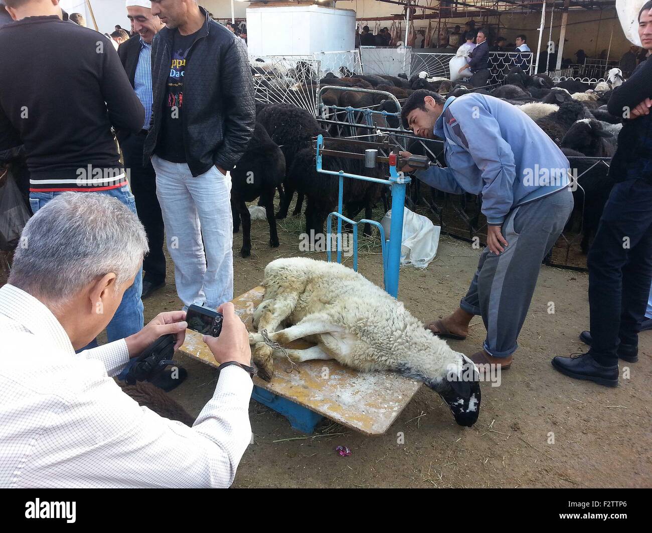 Tashkent, Uzbekistan. 24th Sep, 2015. Local residents weigh a sheep for ...