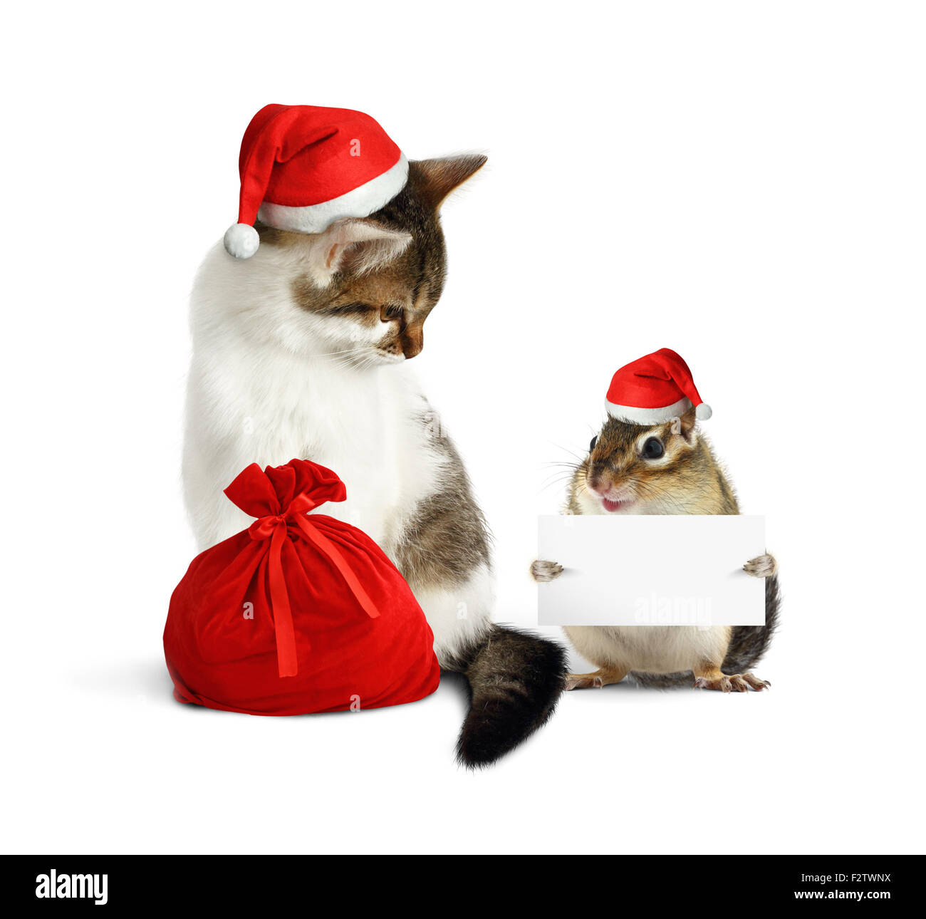 Funny xmas pets, chipmunk with blank  and cat with santa hat and sack Stock Photo