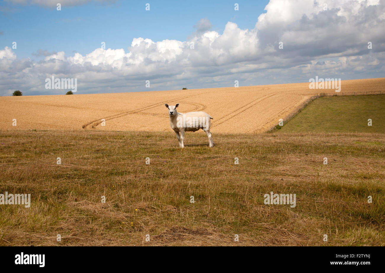 Close up of lone sheep standing on chalk downland, Marlborough Downs, Wiltshire, England, UK Stock Photo