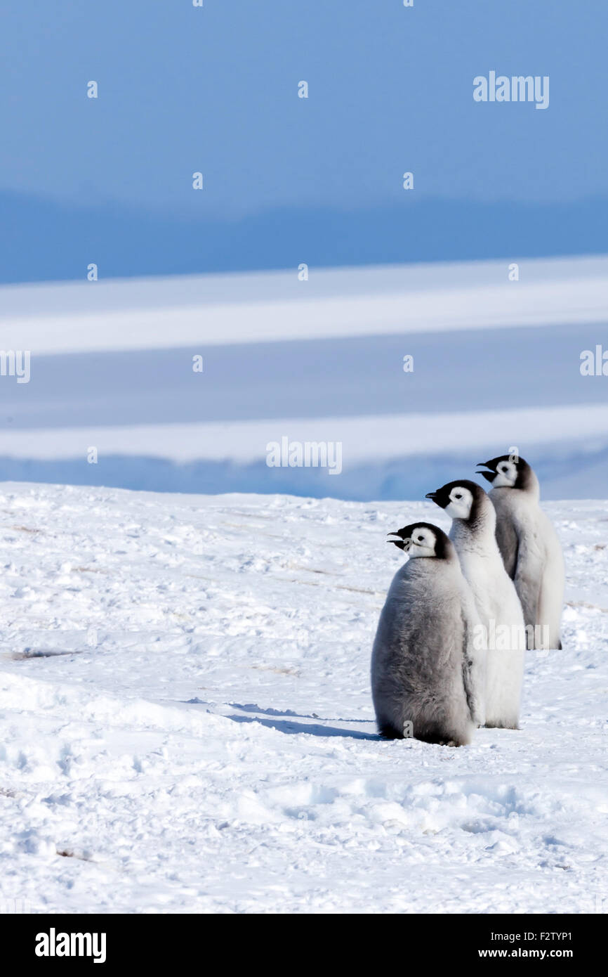 Antarctic Emperor Penguins  Aptenodytes forsteri Stock Photo