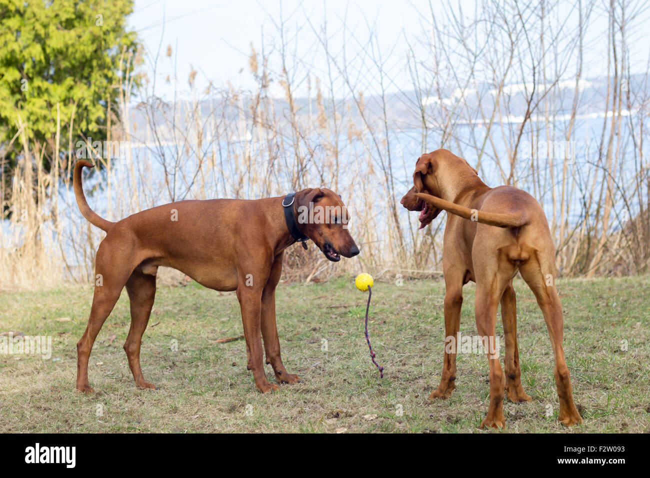 Two rhodesian ridgeback dogs playing hi-res stock photography and ...