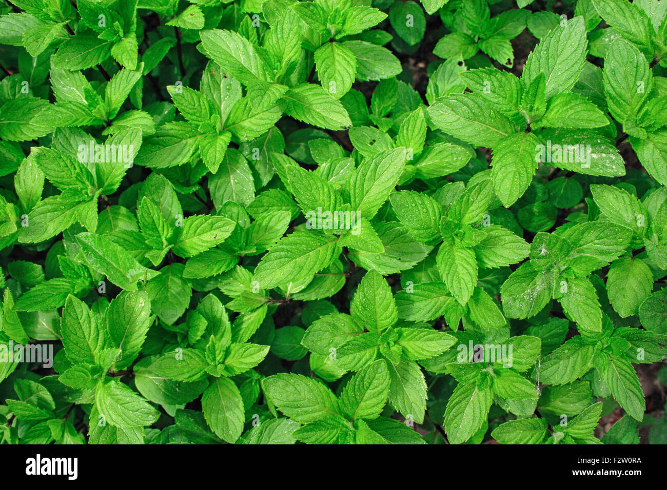 Peppermint plant Stock Photo