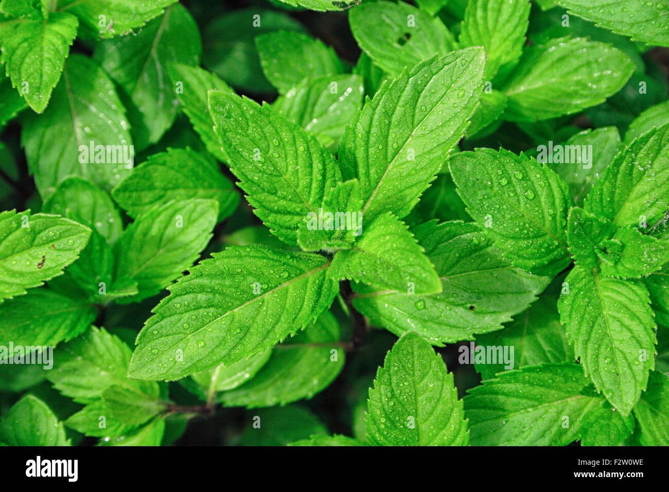 Closeup picture of mint leaves Stock Photo