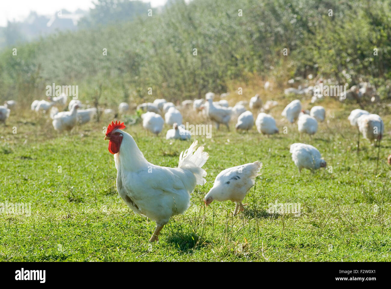 Fosse Meadows free range chicken farm Leicestershire HOMER SYKES Stock Photo