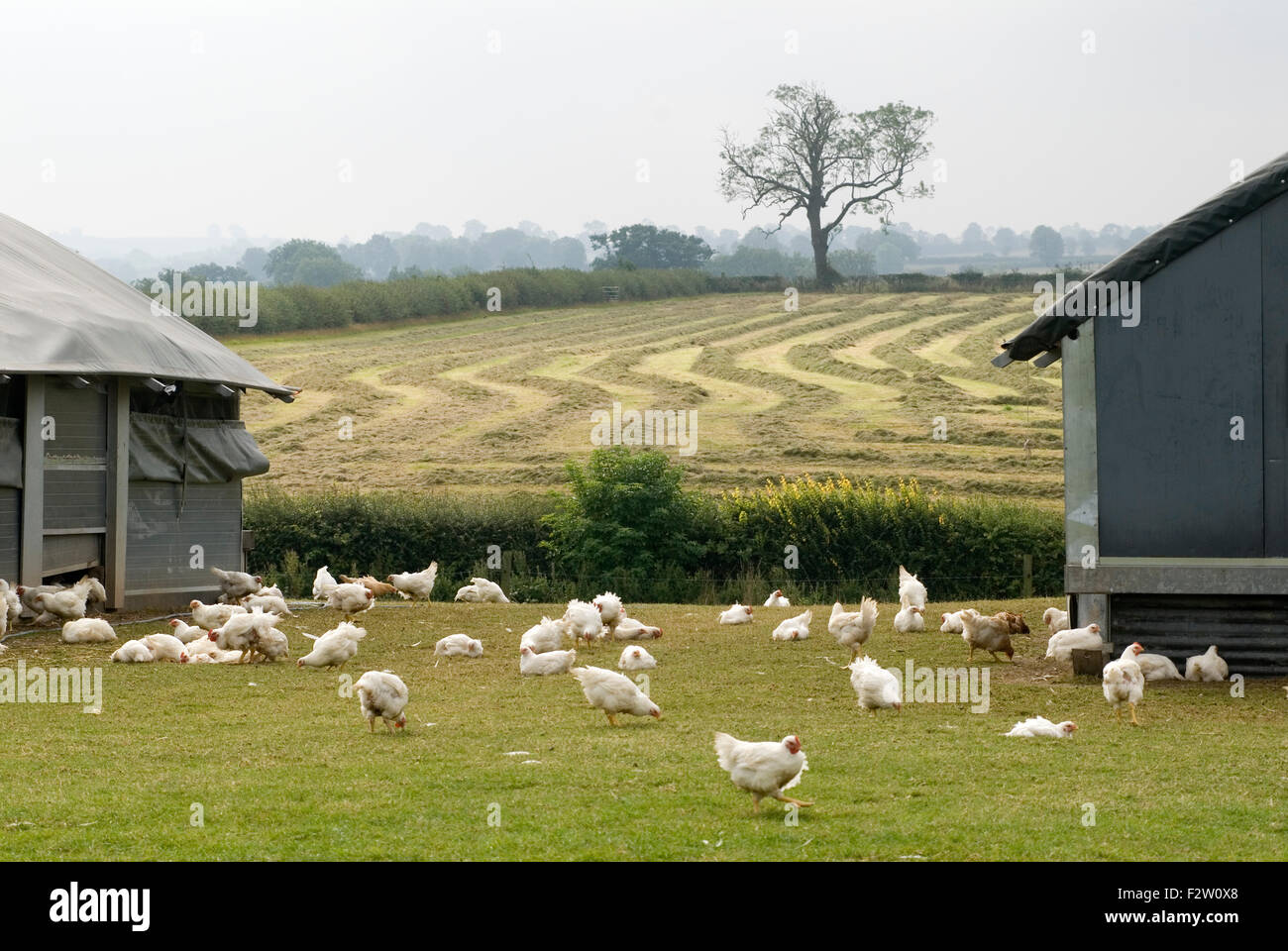 Free range chicken farm house field hi-res stock photography and images -  Alamy