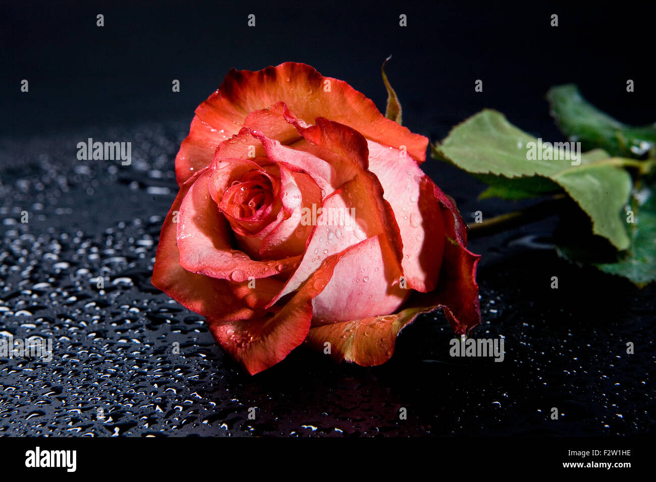 rose nature pink waterdrop petal red flower bouquet composition plant flora freshness water background Stock Photo