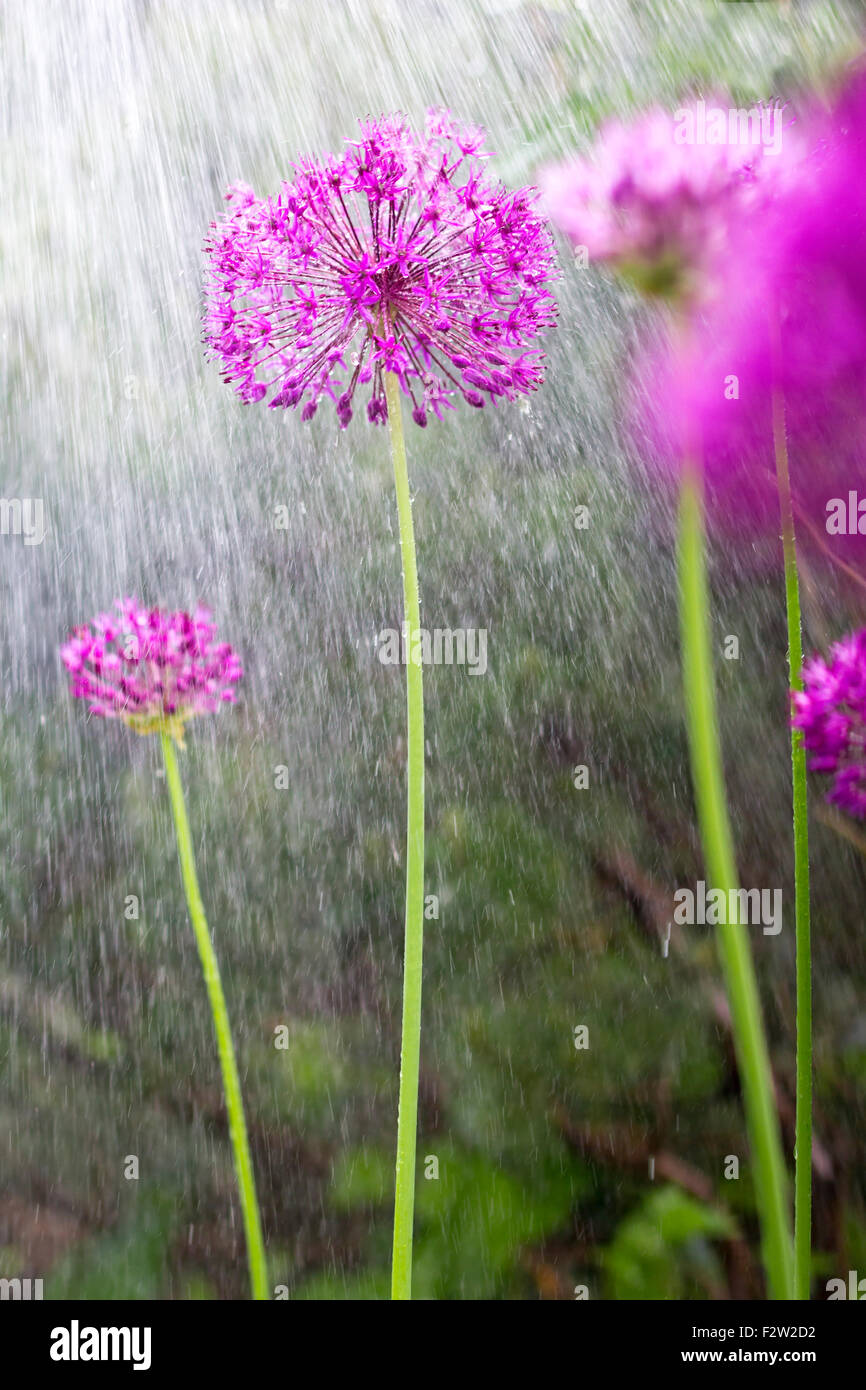 19.05.2015, Berlin, Berlin, Germany - Allium is poured. 0GB150519D103CAROEX.JPG - NOT for SALE in G E R M A N Y, A U S T R I A, Stock Photo