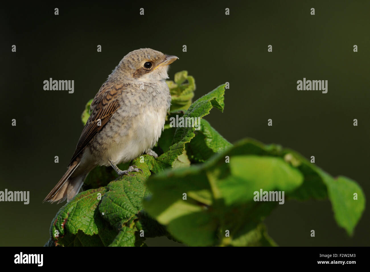 Young Red-backed shrike / Neuntoeter ( Lanius collurio ) perching on top of a hedge waiting for food. Stock Photo