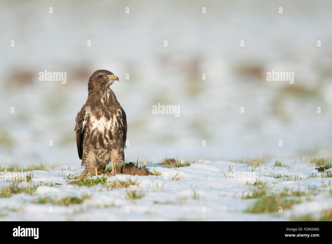 Common Buzzard / Buzzard / Maeusebussard ( Buteo buteo ) standing / hunting / looking around on a snow covered pasture. Stock Photo