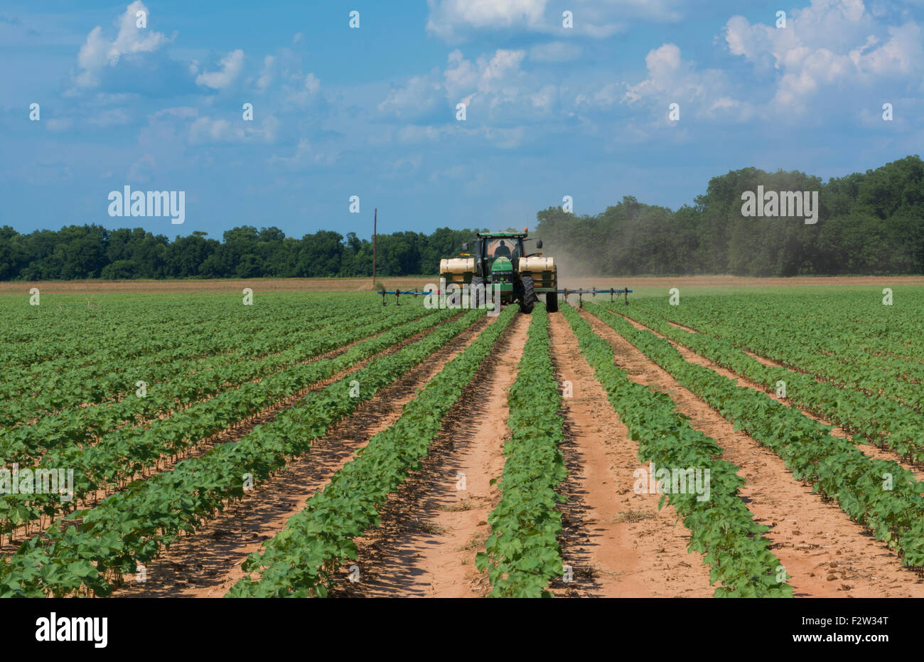 Colfax Louisiana cotton fields rows of cotton farming with tractor