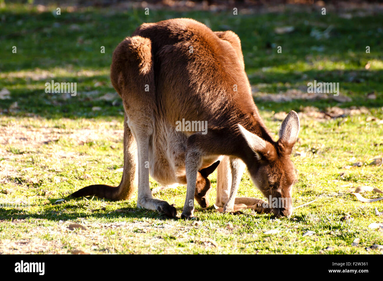 Kangaroo & Offspring - Australia Stock Photo
