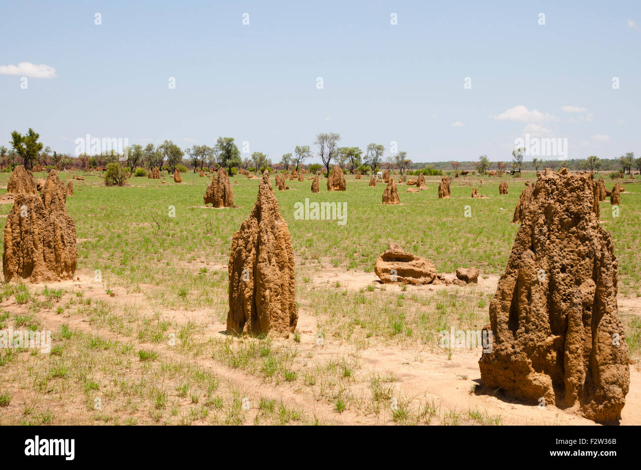 Termite Mounds - Australia Stock Photo