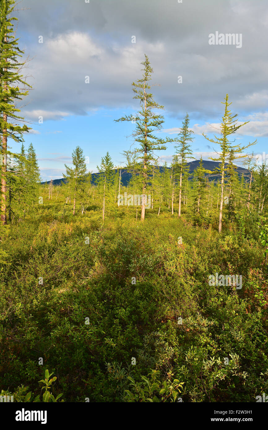 landscape-foothill-forest-tundra-on-the-putorana-plateau-taimyr