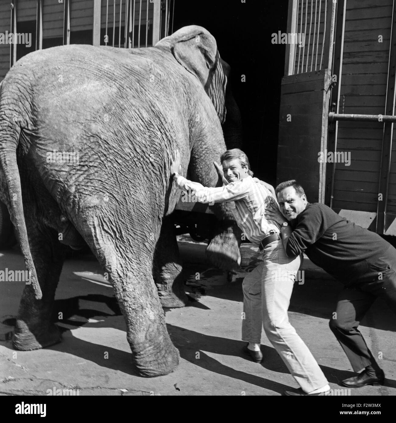 Ein Elefant auf dem Weg ins Studio des ZDF in Hamburg, Deutschland 1960er Jahre. An elephant on the way to the studio of German TV station Zweites Deutsches Fernsehen at Hamburg, Germany 1960s. Stock Photo