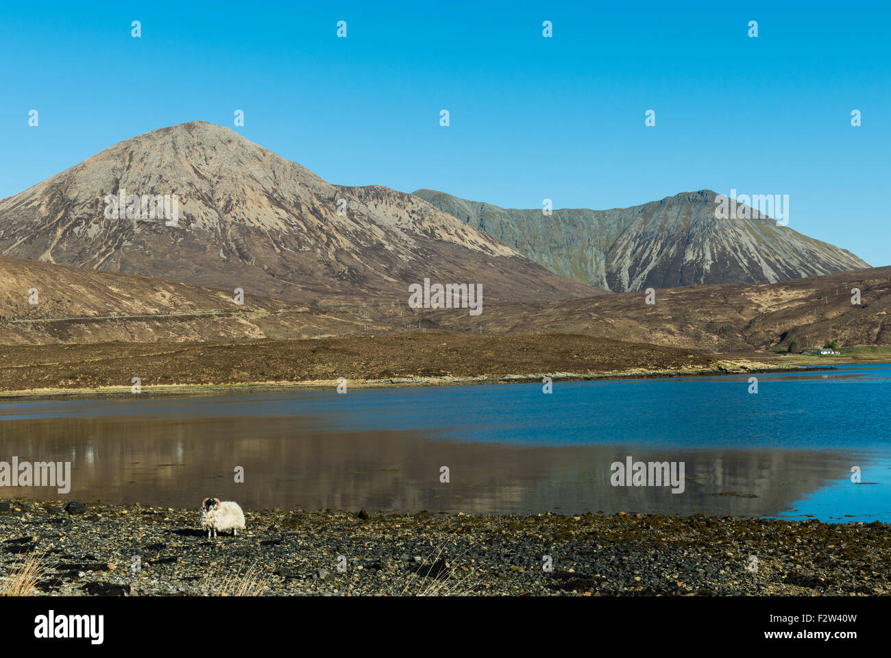 Sheep on the Isle of Skye with ocean and mountains in Scotland. Stock Photo