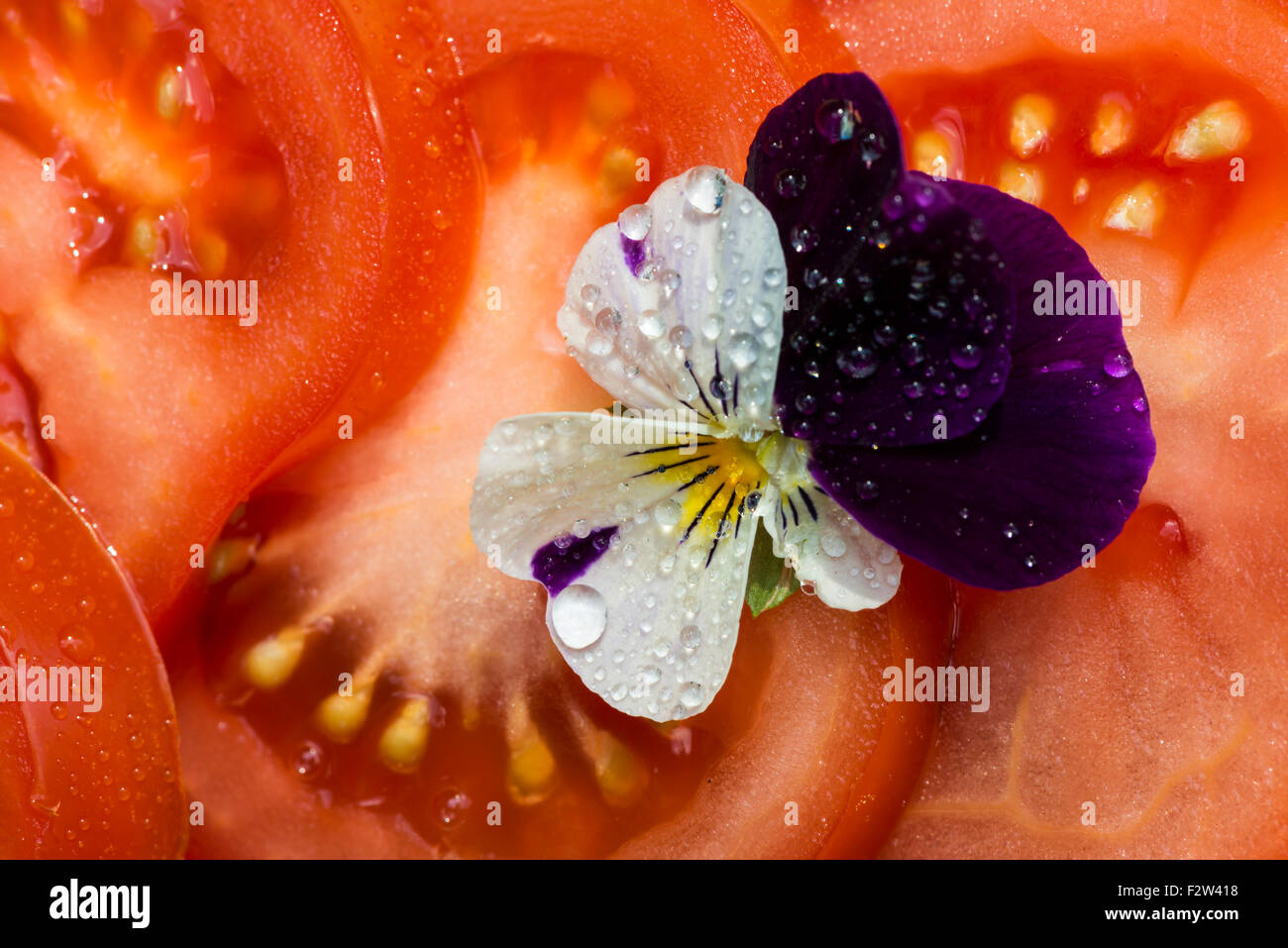 Tomato with violet with waterdrops. Stock Photo