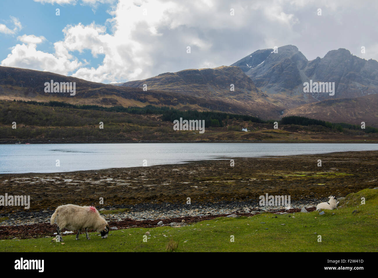 Village Torrin on the Isle of Skye with sheep, ocean, mountains and lonely house. Stock Photo