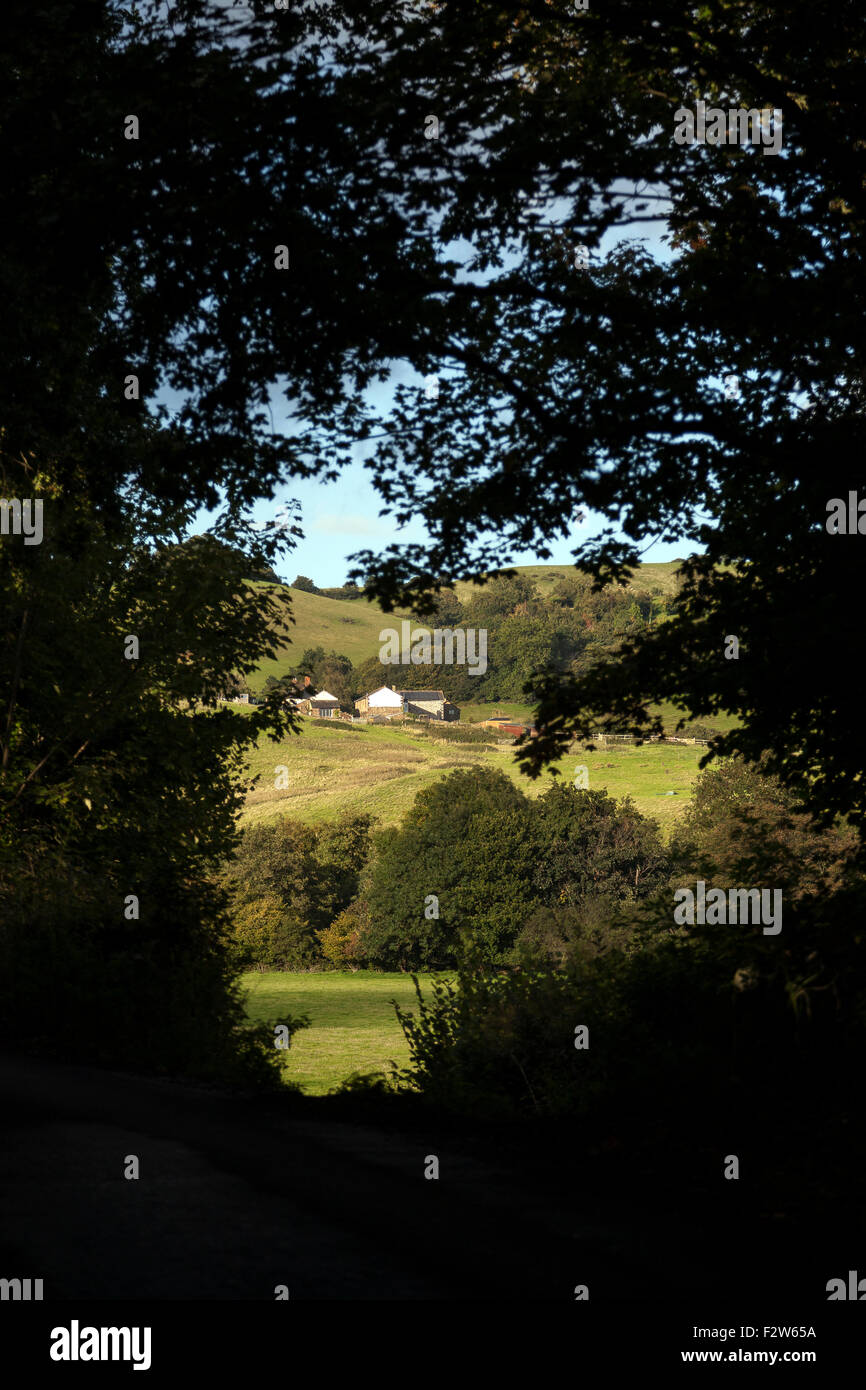 Trees overhanging the fields on the B193 road in the Teign valley near ...