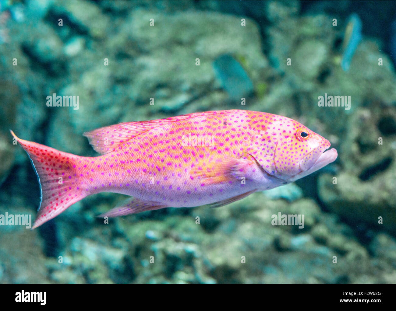 red grouper (hamlet Stock Photo Alamy