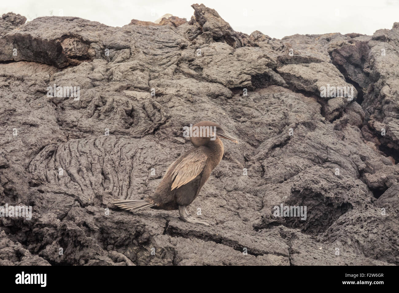 Flightless cormorant with rocks of ropy pahoehoe Stock Photo