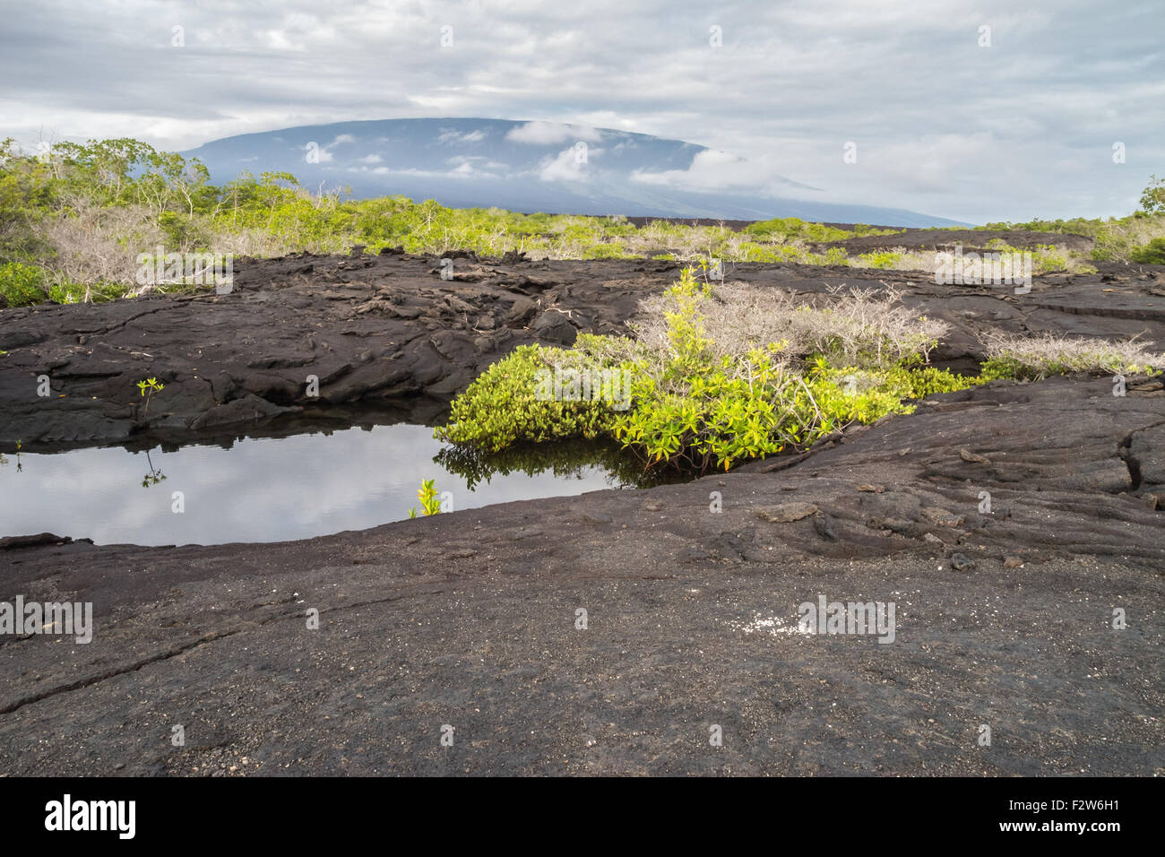 Puddle in the lava rocks on Fernandina. Stock Photo