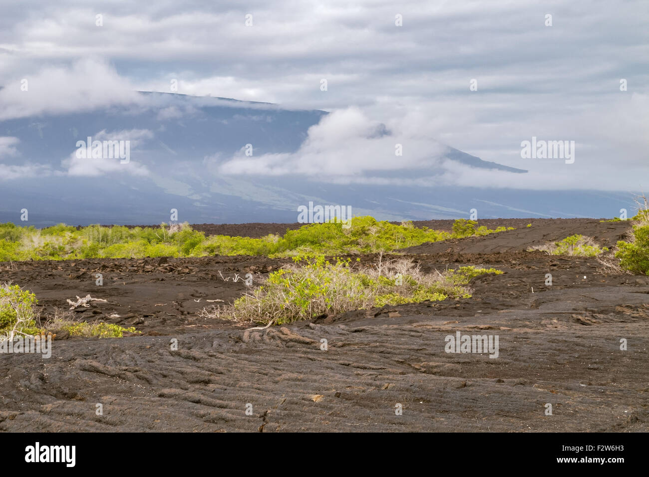 Ropy pahoehoe lava field with shield volcano on Fernandina. Stock Photo