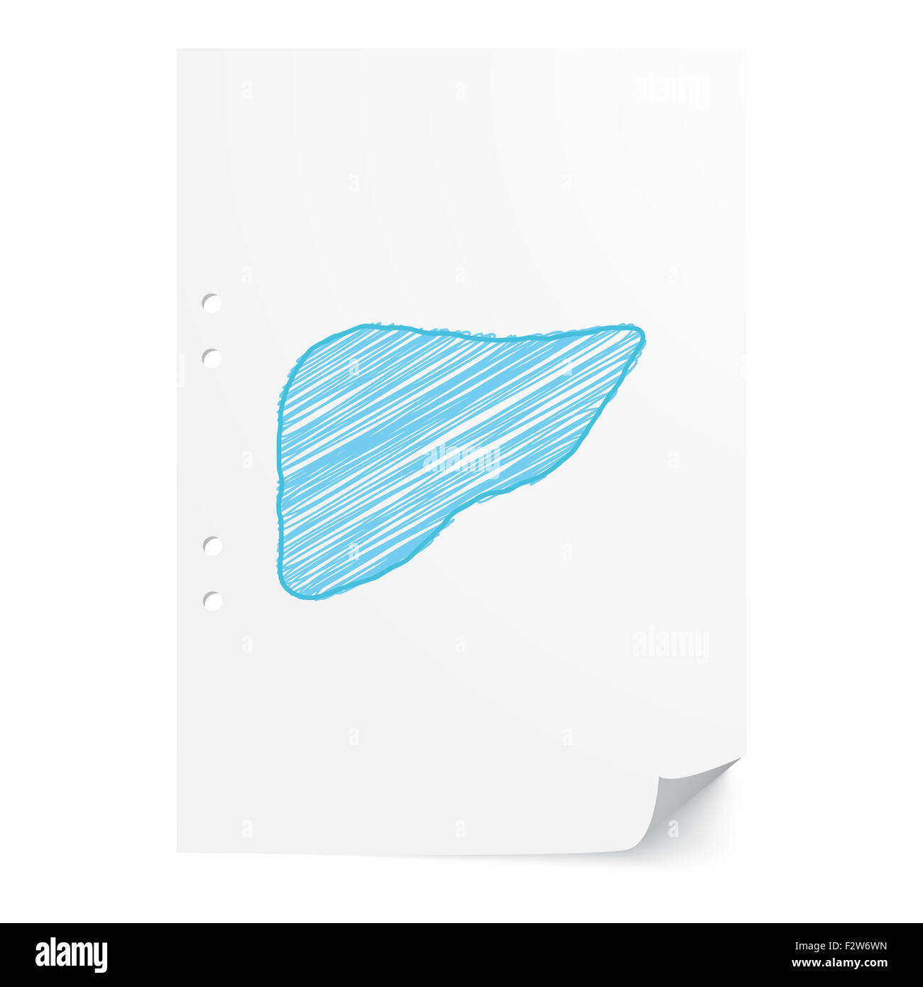 Blue handdrawn Liver illustration on white paper sheet with copy space ...