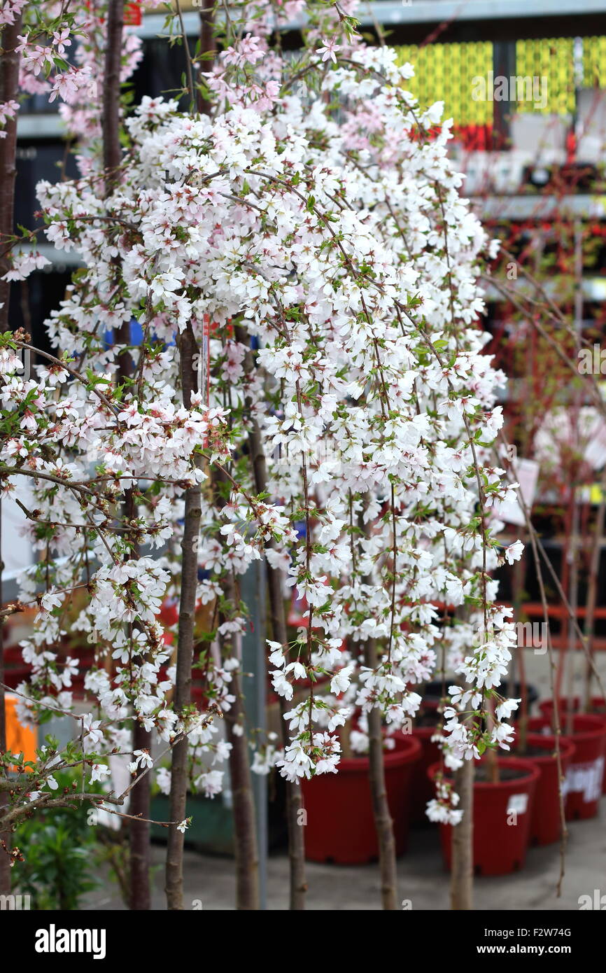 Prunus Snofozam or also known as Snow Fountains Weeping Cherry Stock Photo