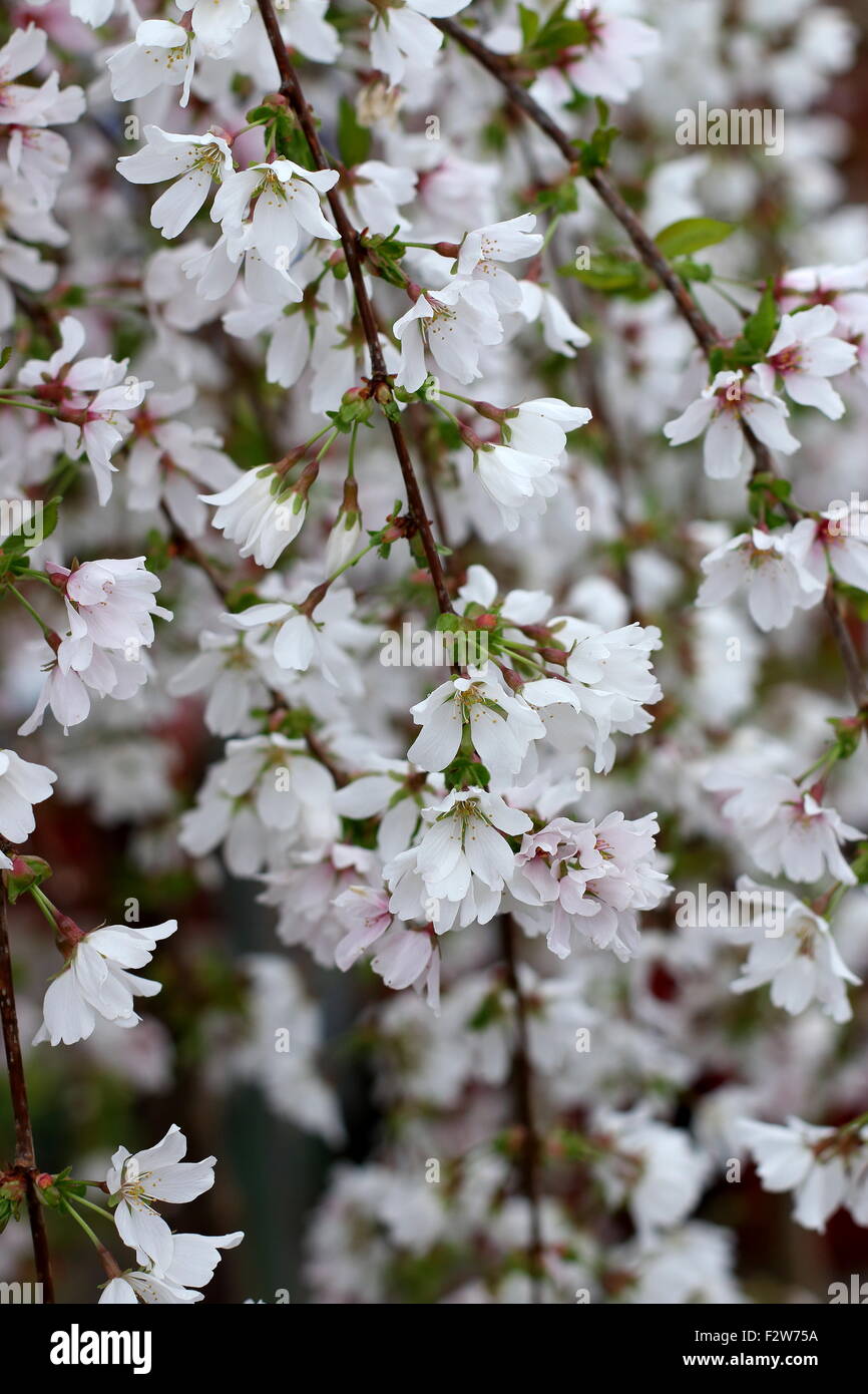 Prunus Snofozam or also known as Snow Fountains Weeping Cherry Stock Photo