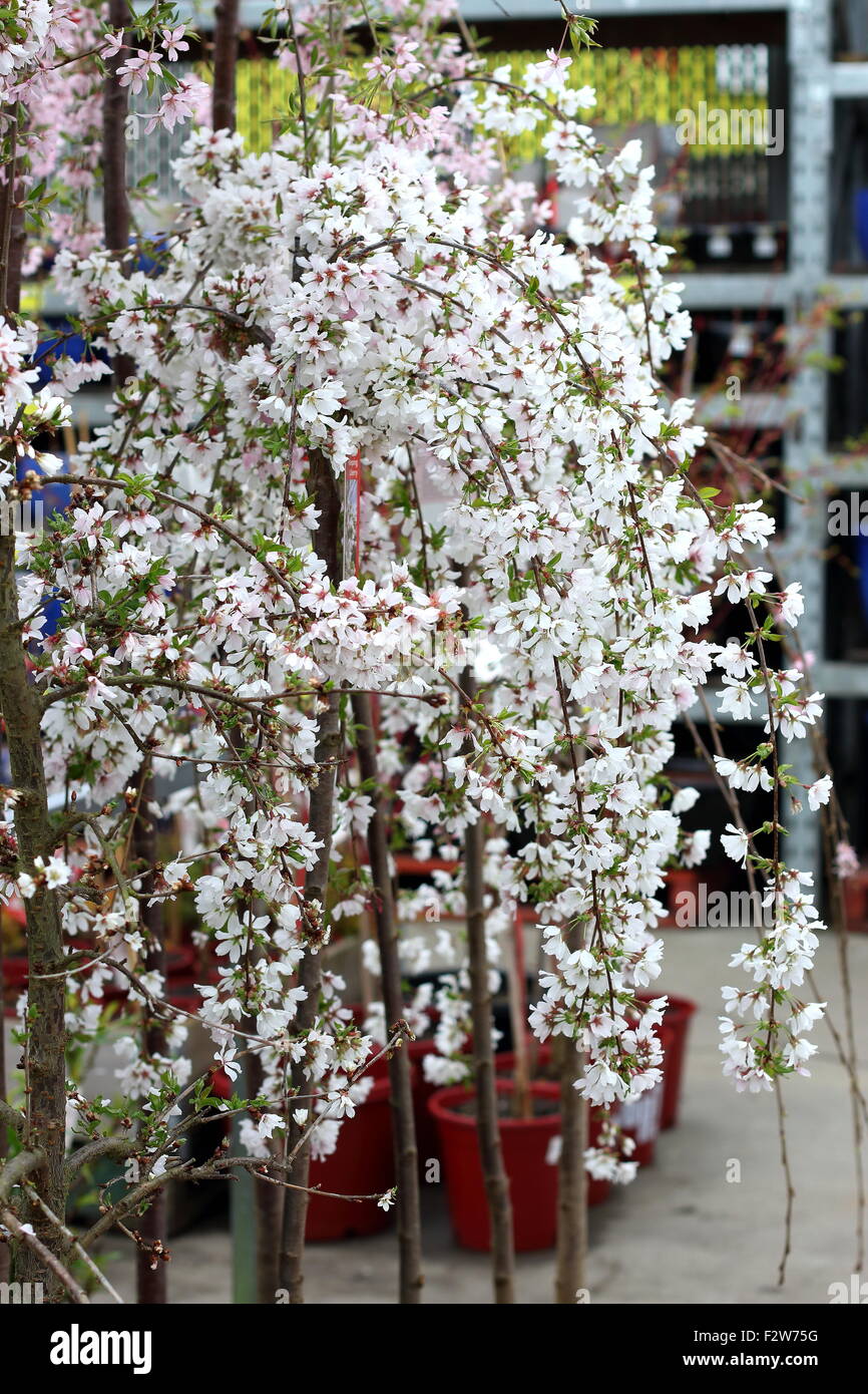 Prunus Snofozam or also known as Snow Fountains Weeping Cherry Stock Photo