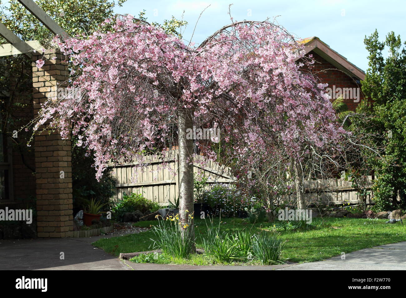 Pink weeping Cherry tree in full bloom Stock Photo