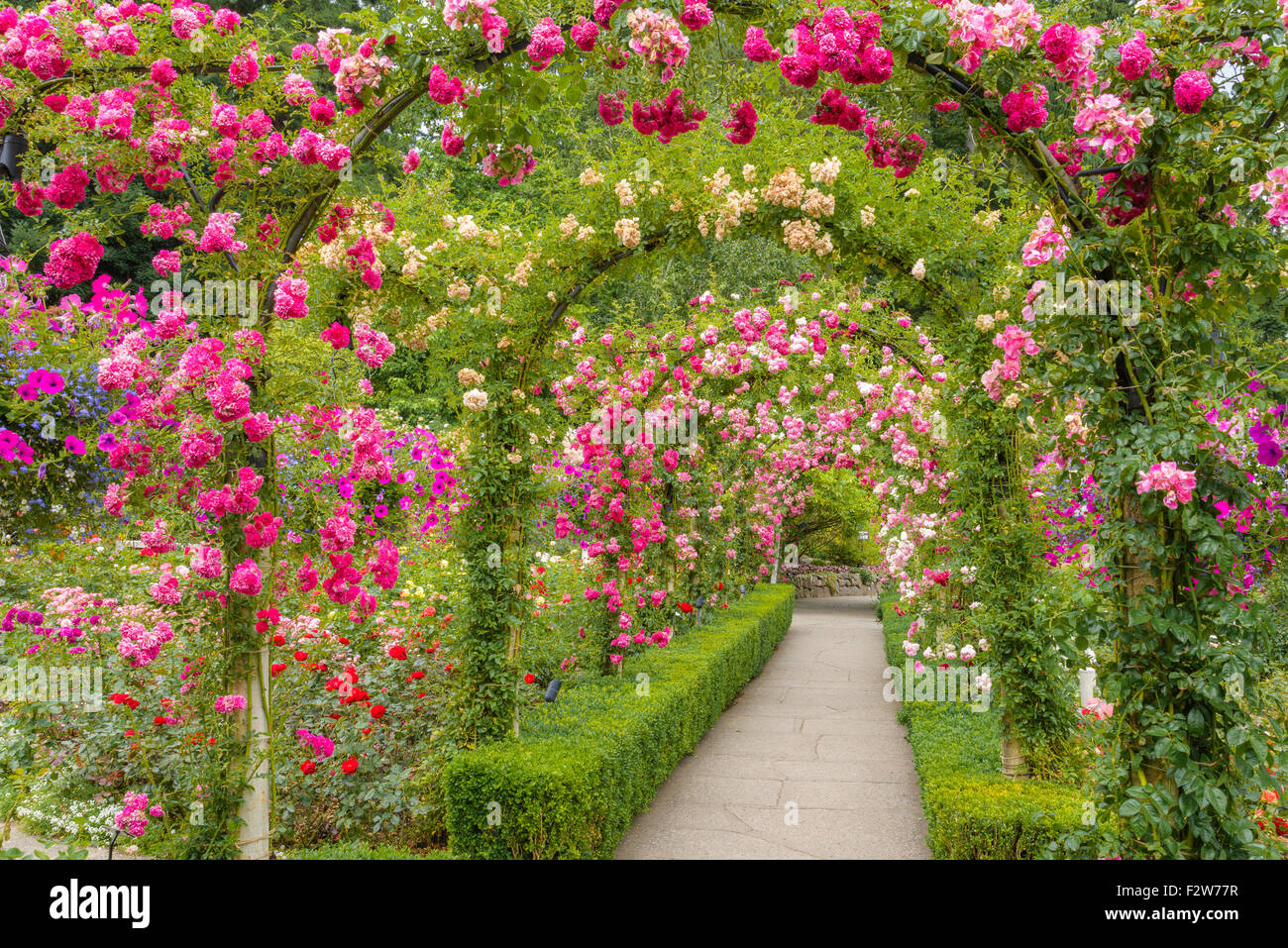 The Rose Garden, Butchart Gardens, Brentwood Bay, near Victoria, Vancouver Island, British Columbia, Canada Stock Photo