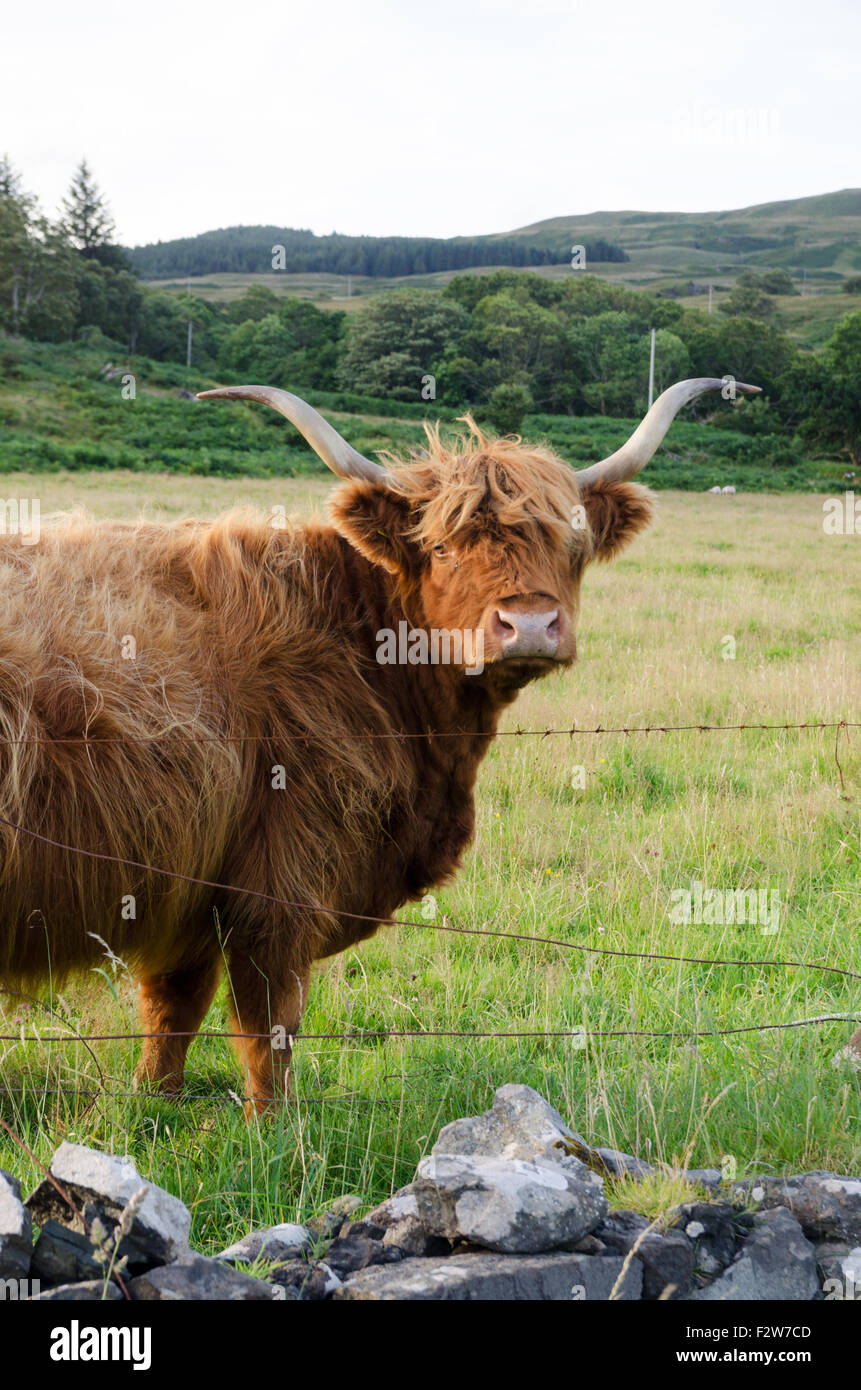 Highland cow in a field in the Scottish countryside Stock Photo - Alamy