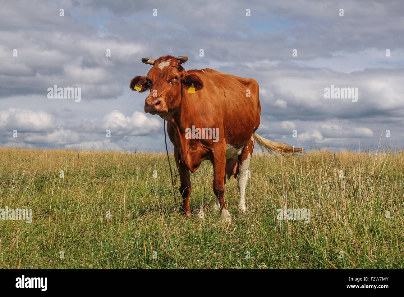 cow in a meadow Stock Photo - Alamy