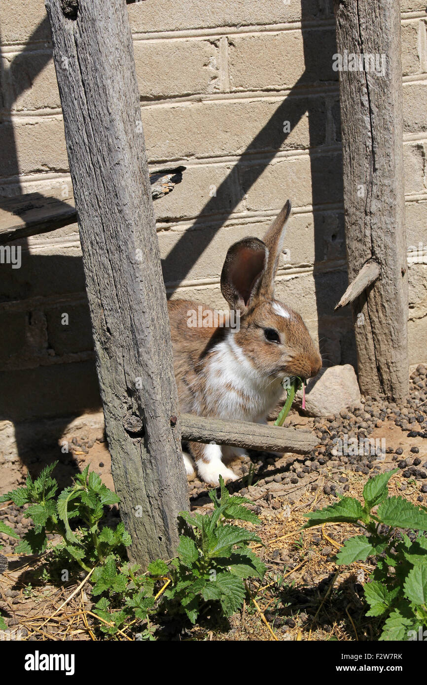 rabbit eating grass Stock Photo Alamy